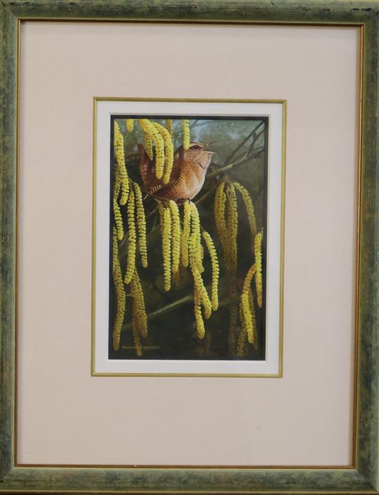 Terence Lambert (1951-) Wren upon catkins 7 x 4.5in.